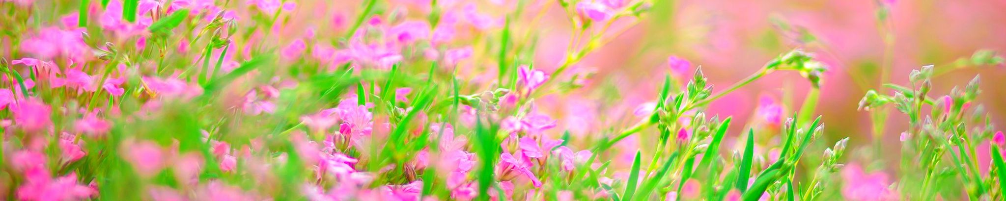 Cover for Karen L. Wilson's Obituary