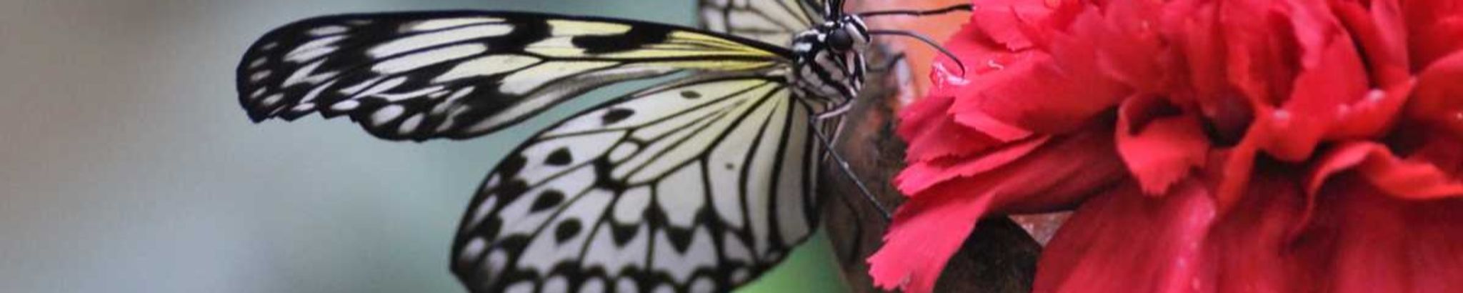 Cover photo for Linda Sue McCleskey's Obituary