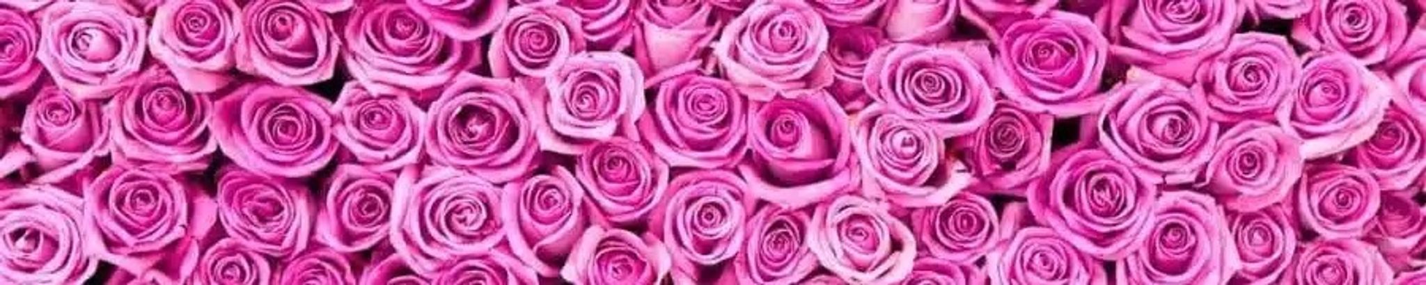 Cover for Sherry Lynne Williams's Obituary