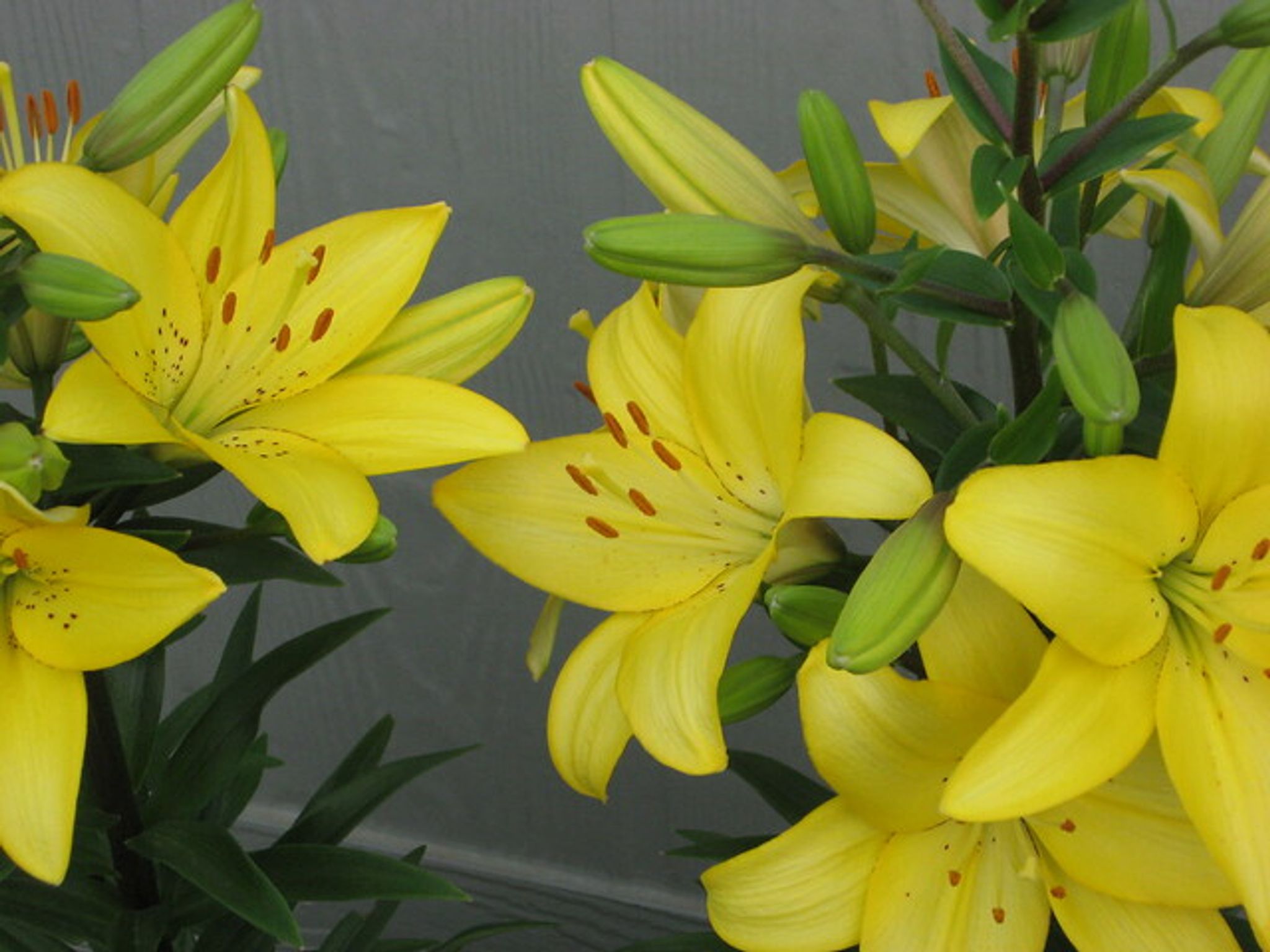 Cover photo for Margaret "Pearl" Blaney Marinko's Obituary