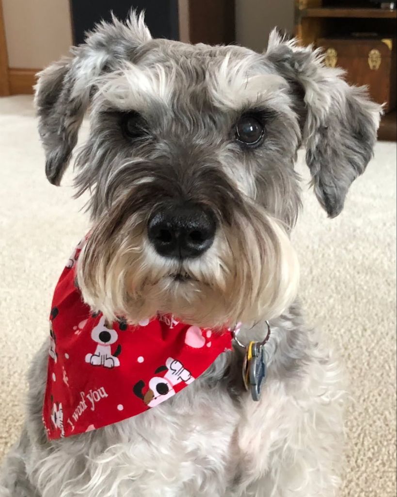 Scamper Skaats Profile Photo