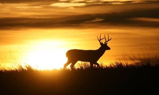 Roy Sweigert photo gallery thumbnail 12 of 13