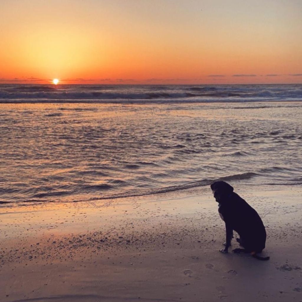 Theo Boofer Langland Profile Photo