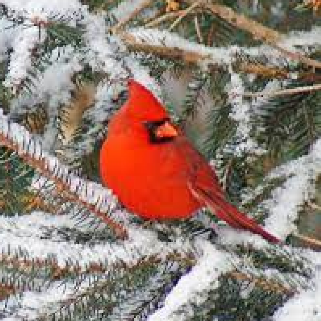 Anna Doriney Seagers Profile Photo