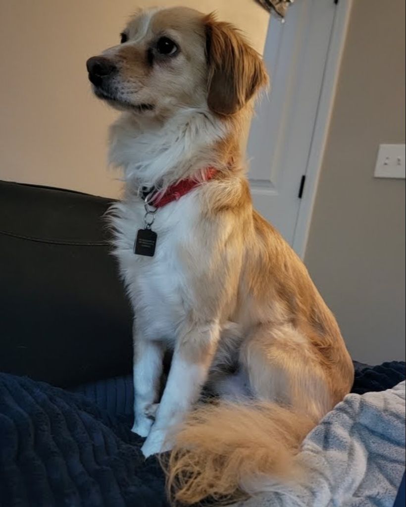 Ruger Goldsworth