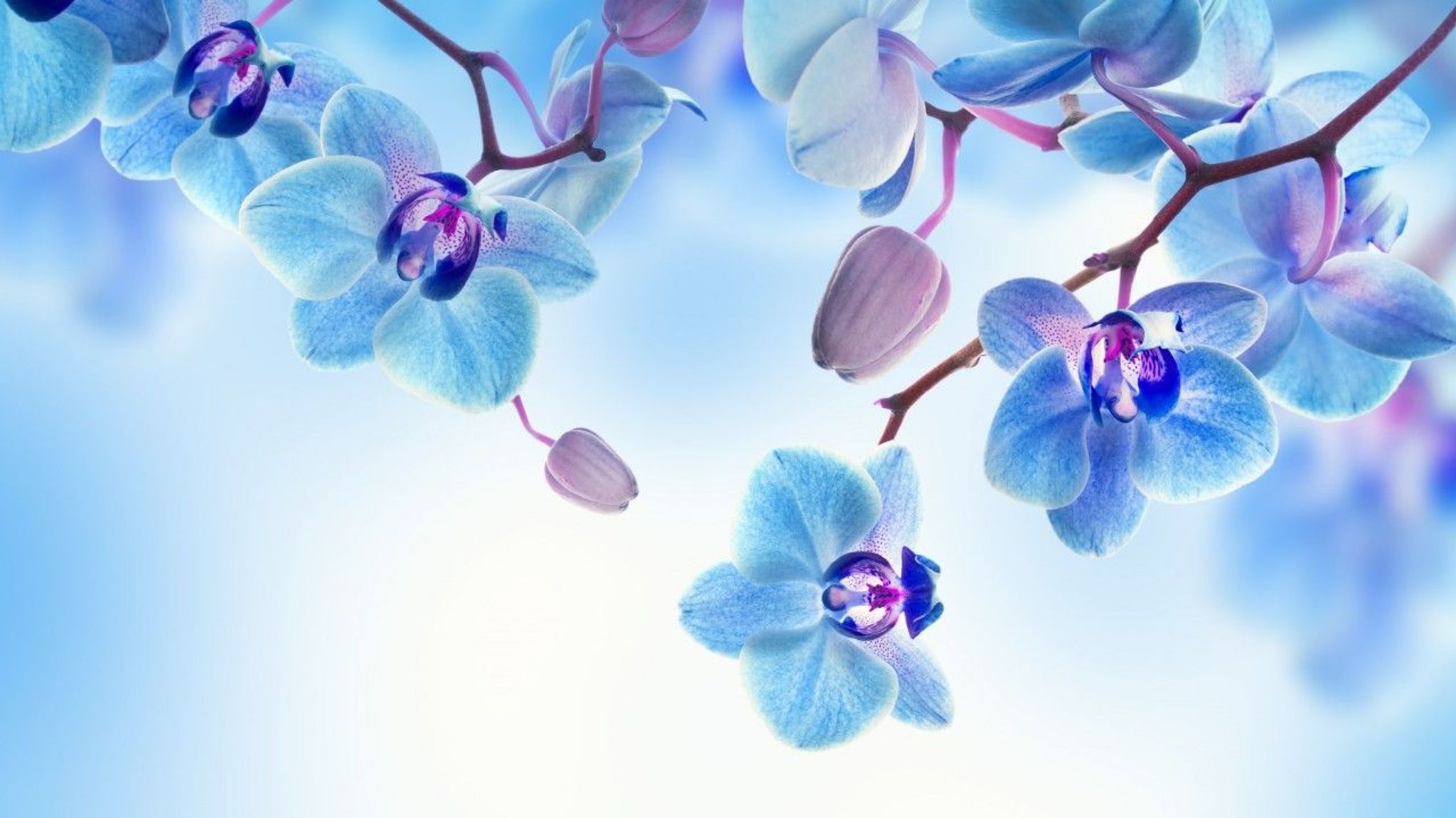 Cover photo for Patricia Mae Dodd's Obituary