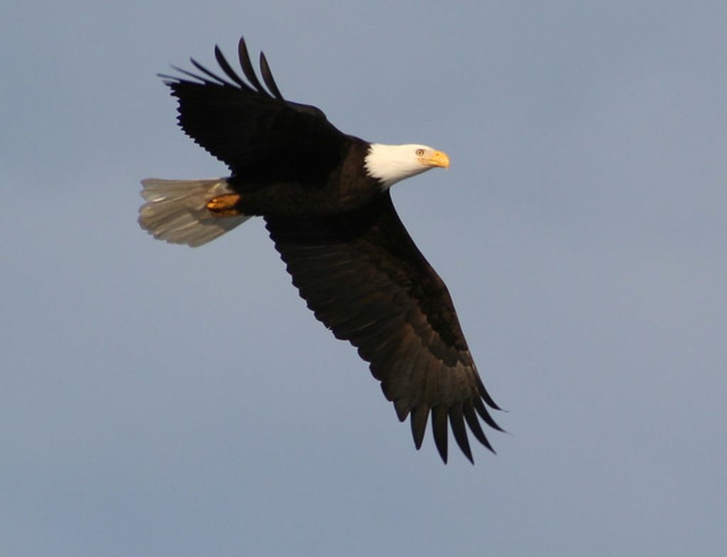 Jo Ann Bays Starnes Profile Photo