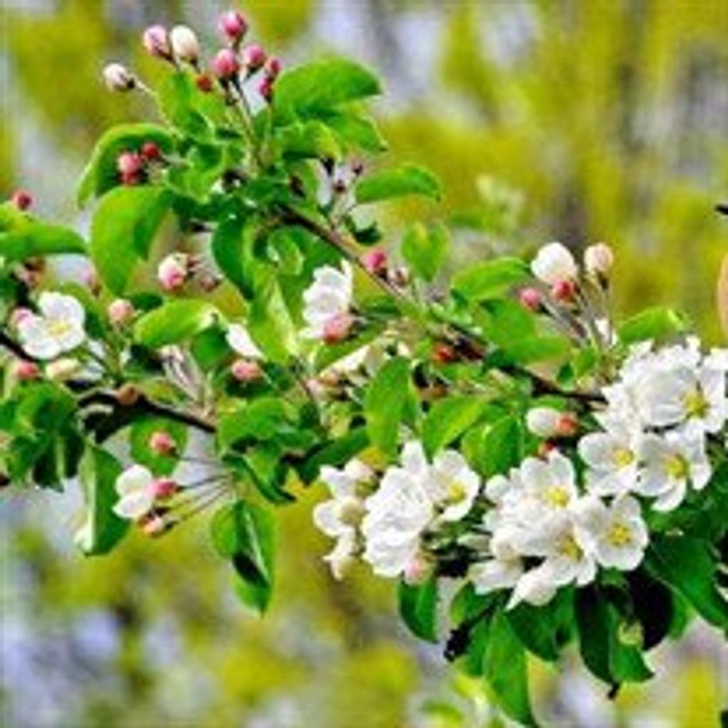 Maxine  Rothman Cable