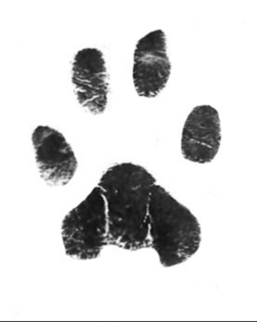 Bear Triplett Profile Photo