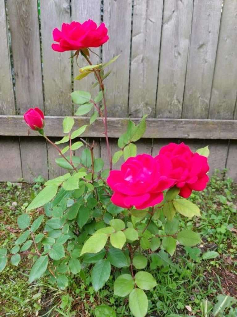 Catherine  "Katie" Pope