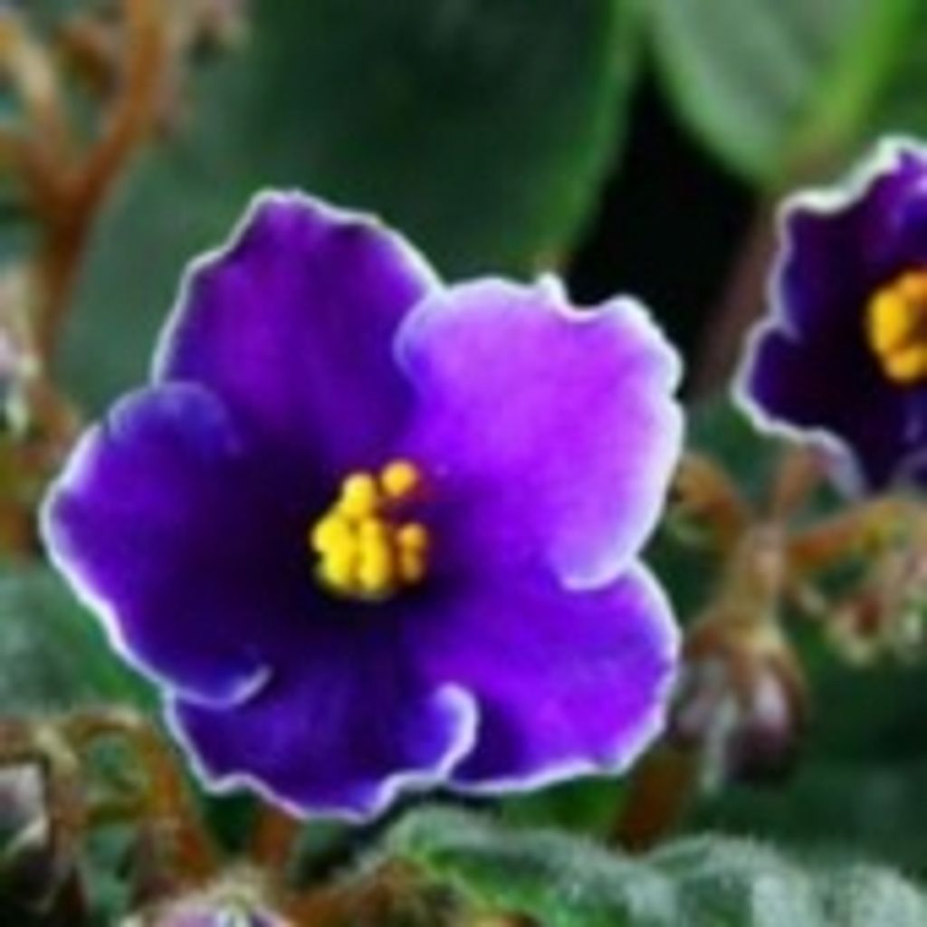 Eugenia Meilinger