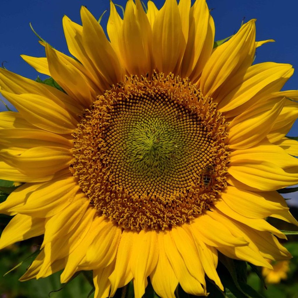 Edgar Louis Heinzman Profile Photo