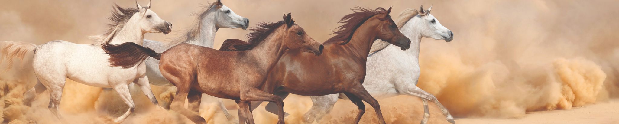 Cover photo for Jose Apolonio Escobedo's Obituary