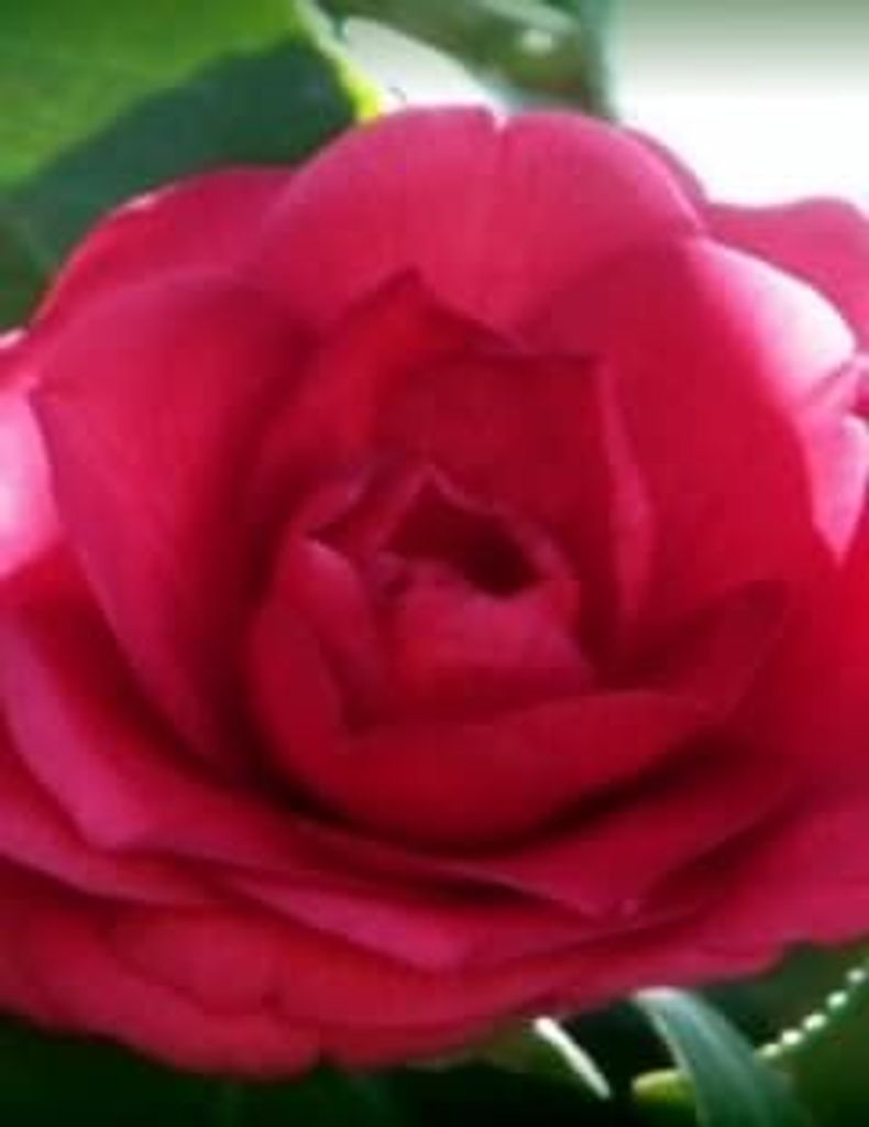 Norma Davis Kitchens Profile Photo