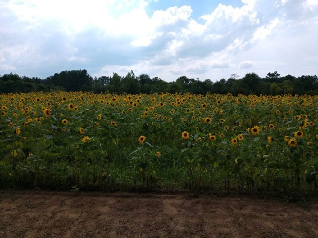 James T. "Tommy" Carter