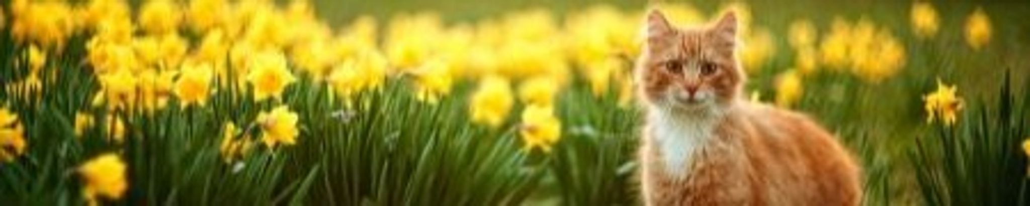 Cover photo for Marie Zaccardi's Obituary