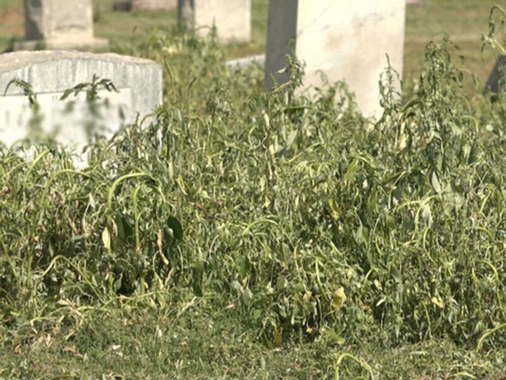 Upcoming Cemetery Maintenance Profile Photo