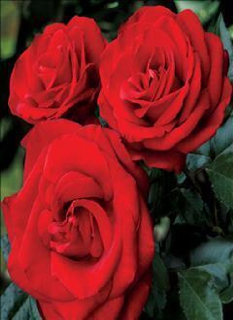 Trinidad Argumedo Profile Photo