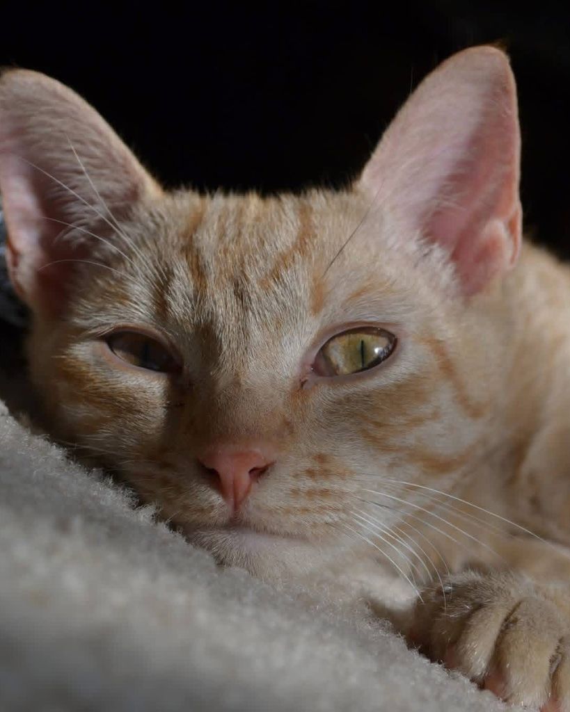 Ginny Profile Photo