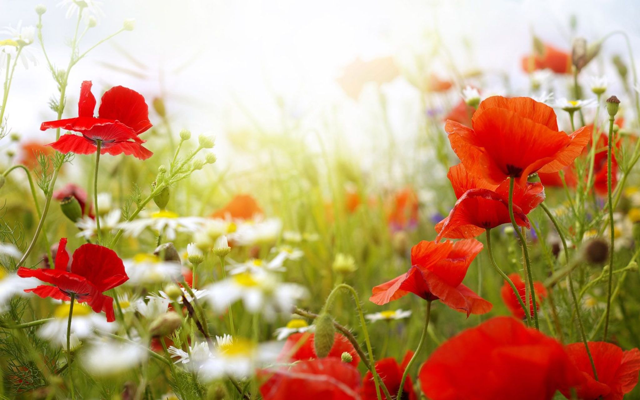 Cover photo for Jewel B. Armstrong's Obituary