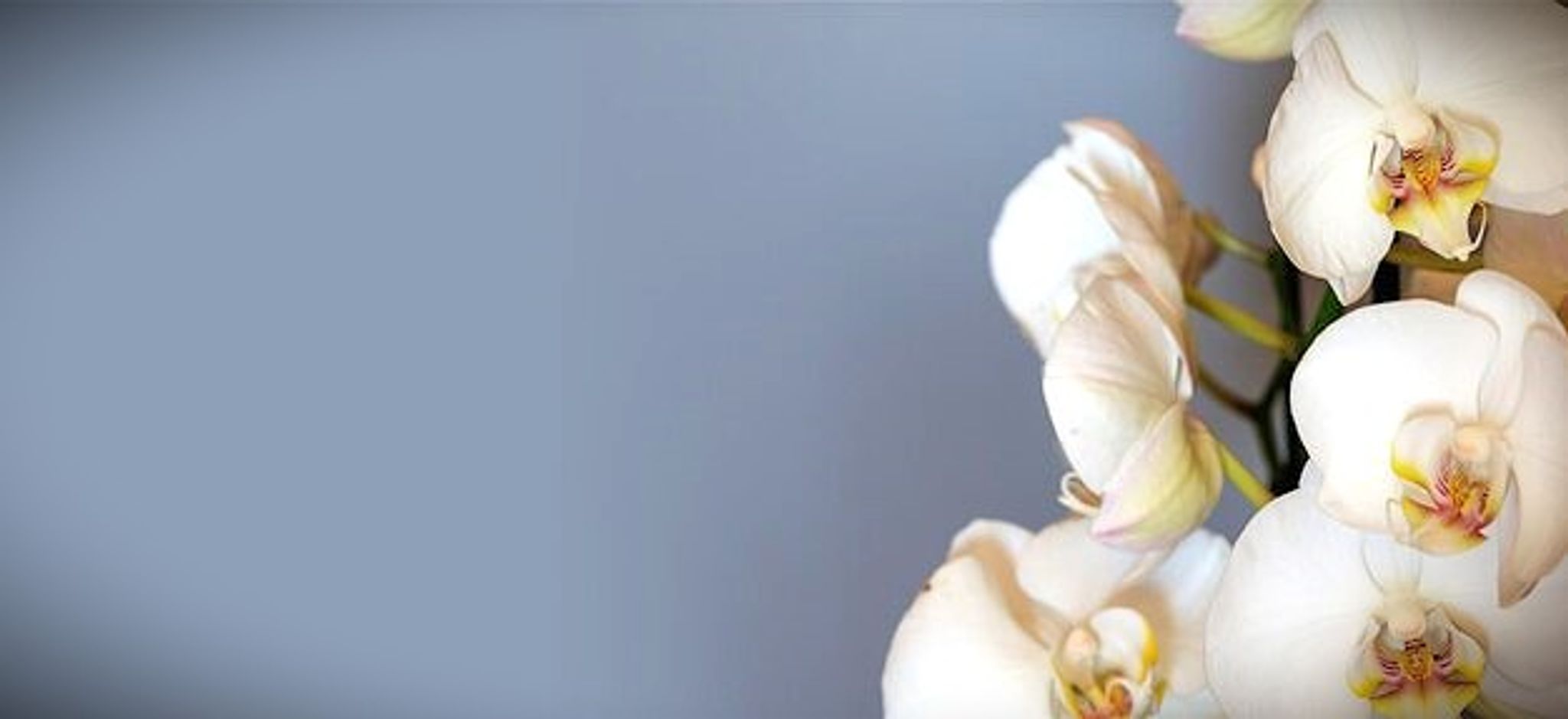 Cover for Carol Ann Lontine's Obituary