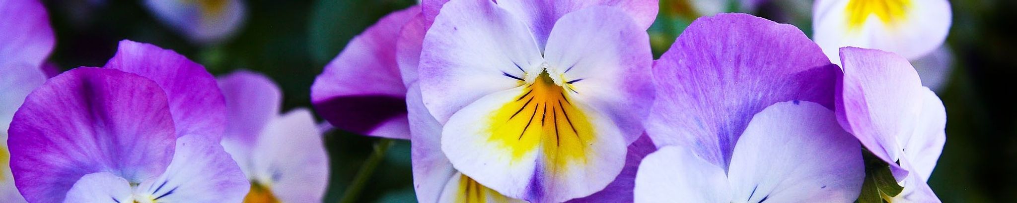 Cover photo for Carol Winter Norby Hill's Obituary