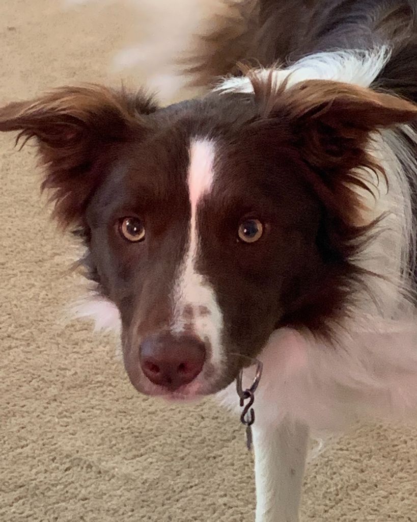 Hershey Profile Photo