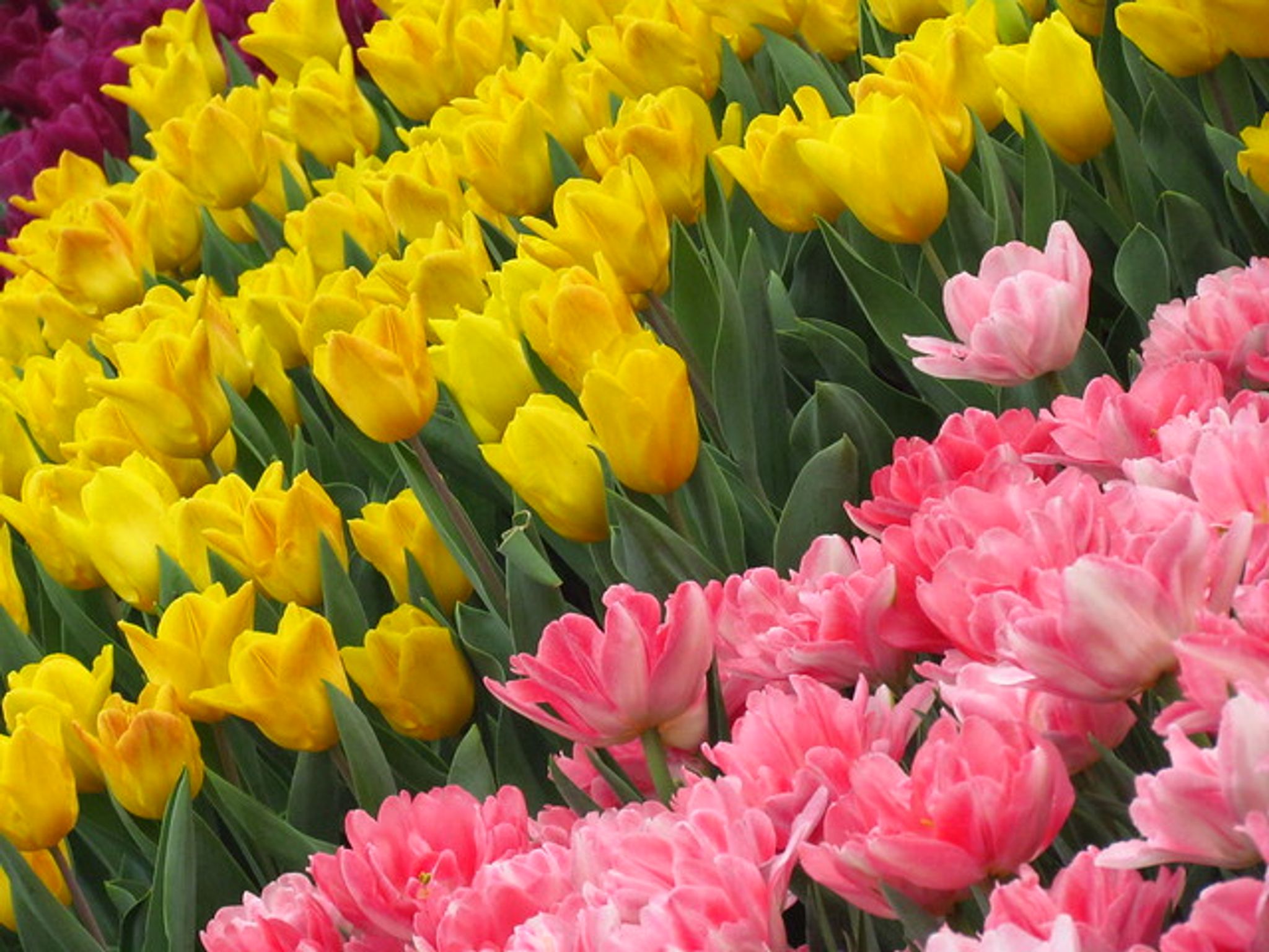 Cover photo for Pauline   Mathews's Obituary
