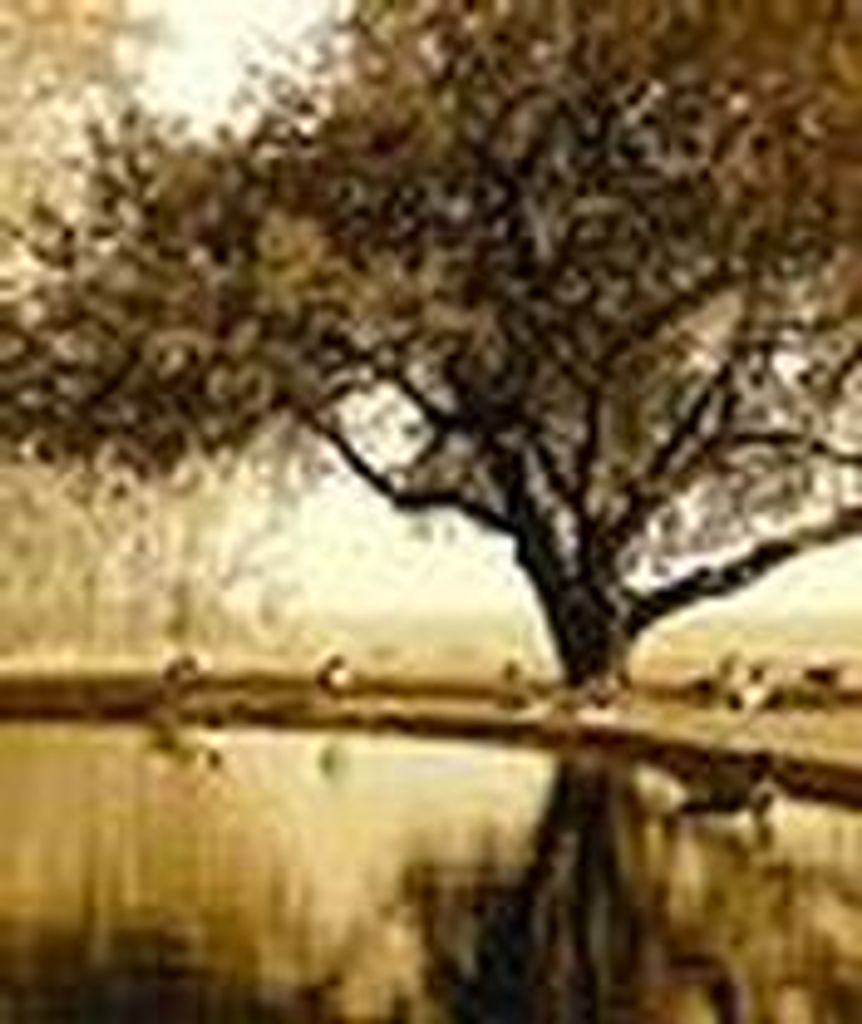 Norman Clyde Kerecman