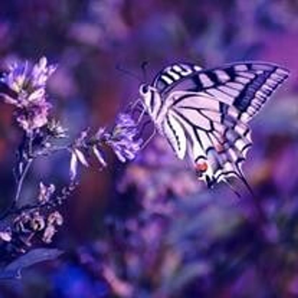 Tammy M. Jacobson