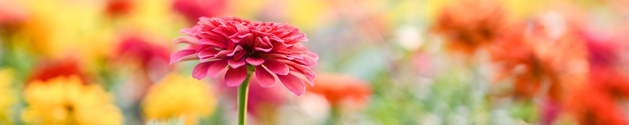 Cover photo for Elizabeth Hall's Obituary