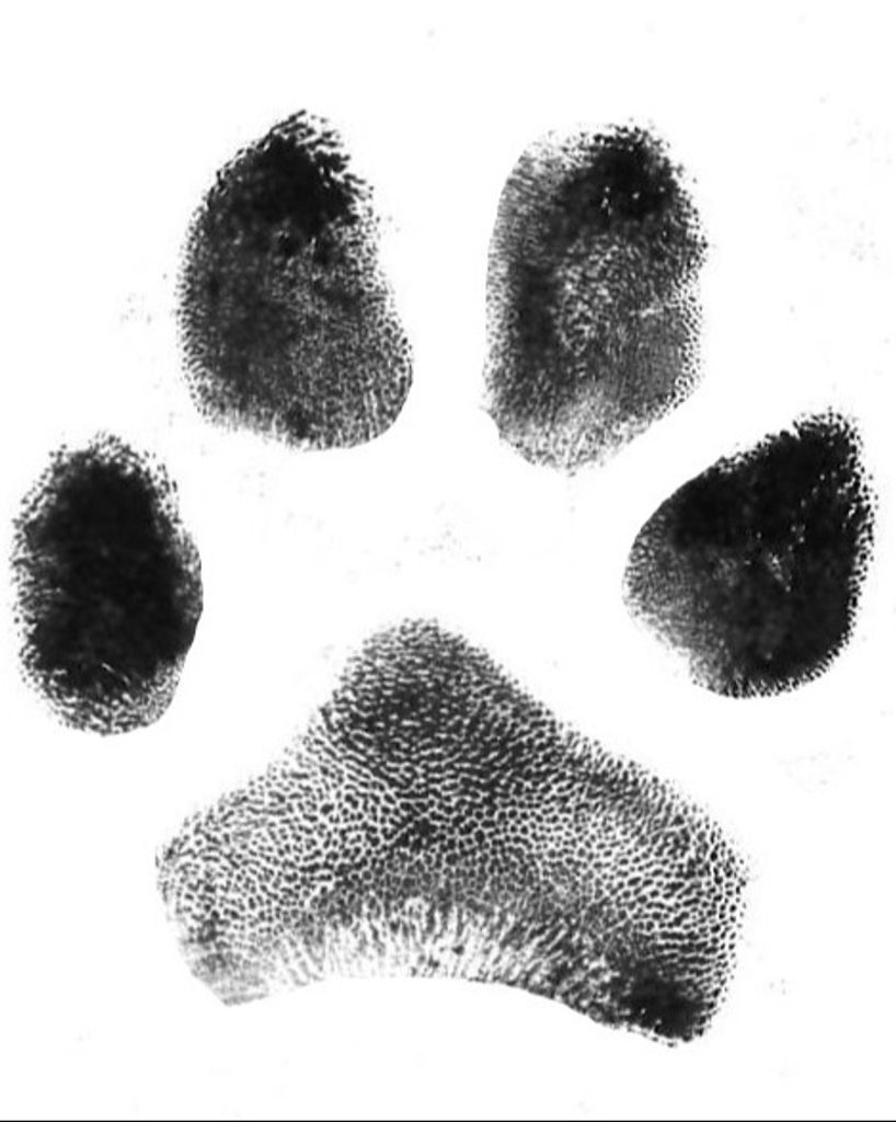 Boscoe Moose Profile Photo