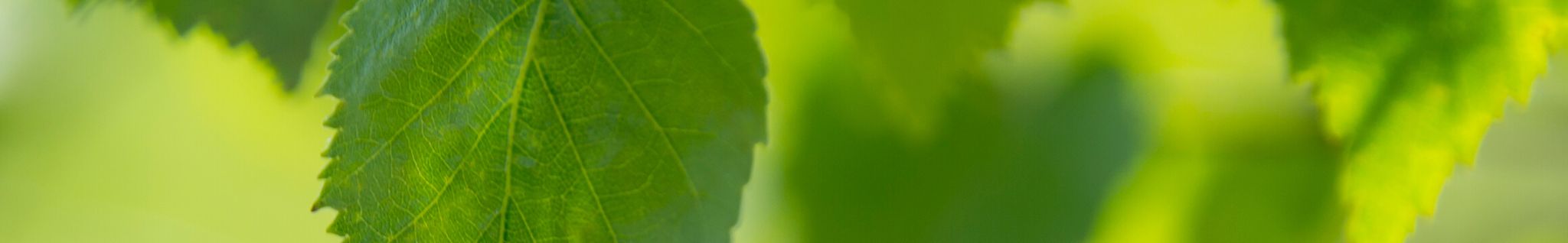 Cover for Kate Clark's Obituary