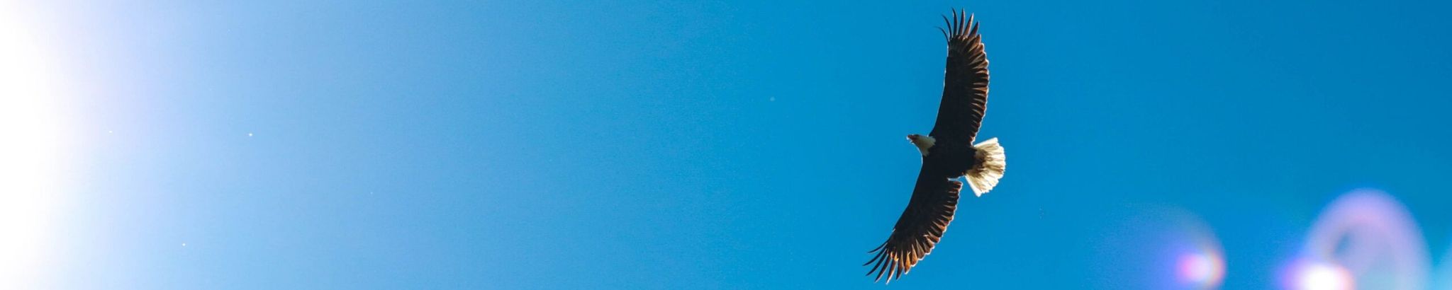 Cover for Joyce Elizabeth Shade's Obituary