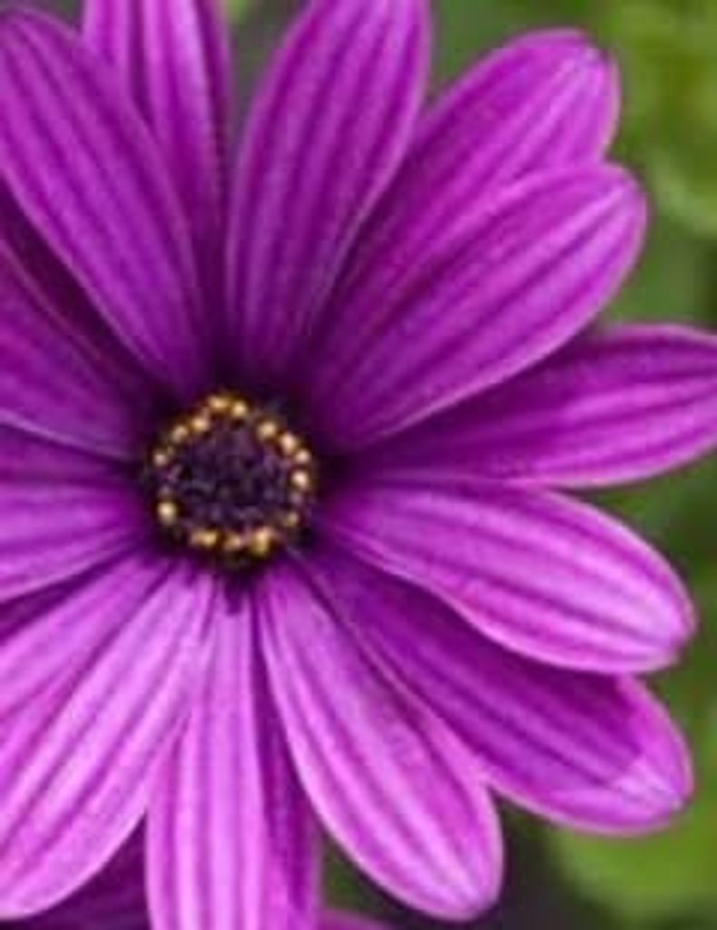 Ann Jones Profile Photo