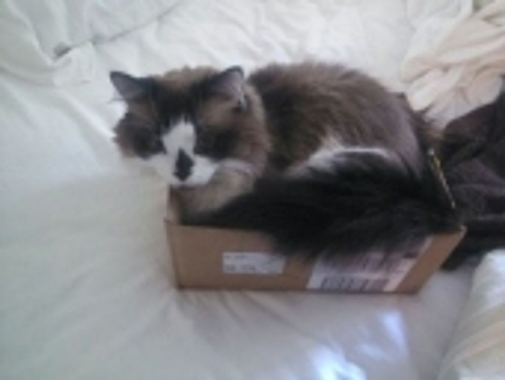 Maxwell Korneev Profile Photo