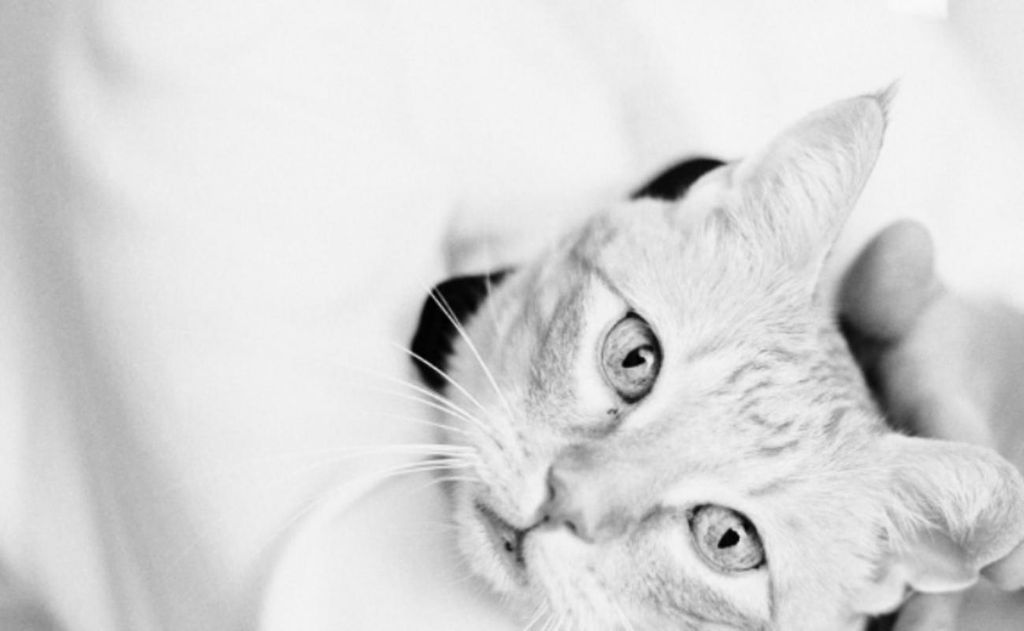 Deborah Sue Cade Profile Photo