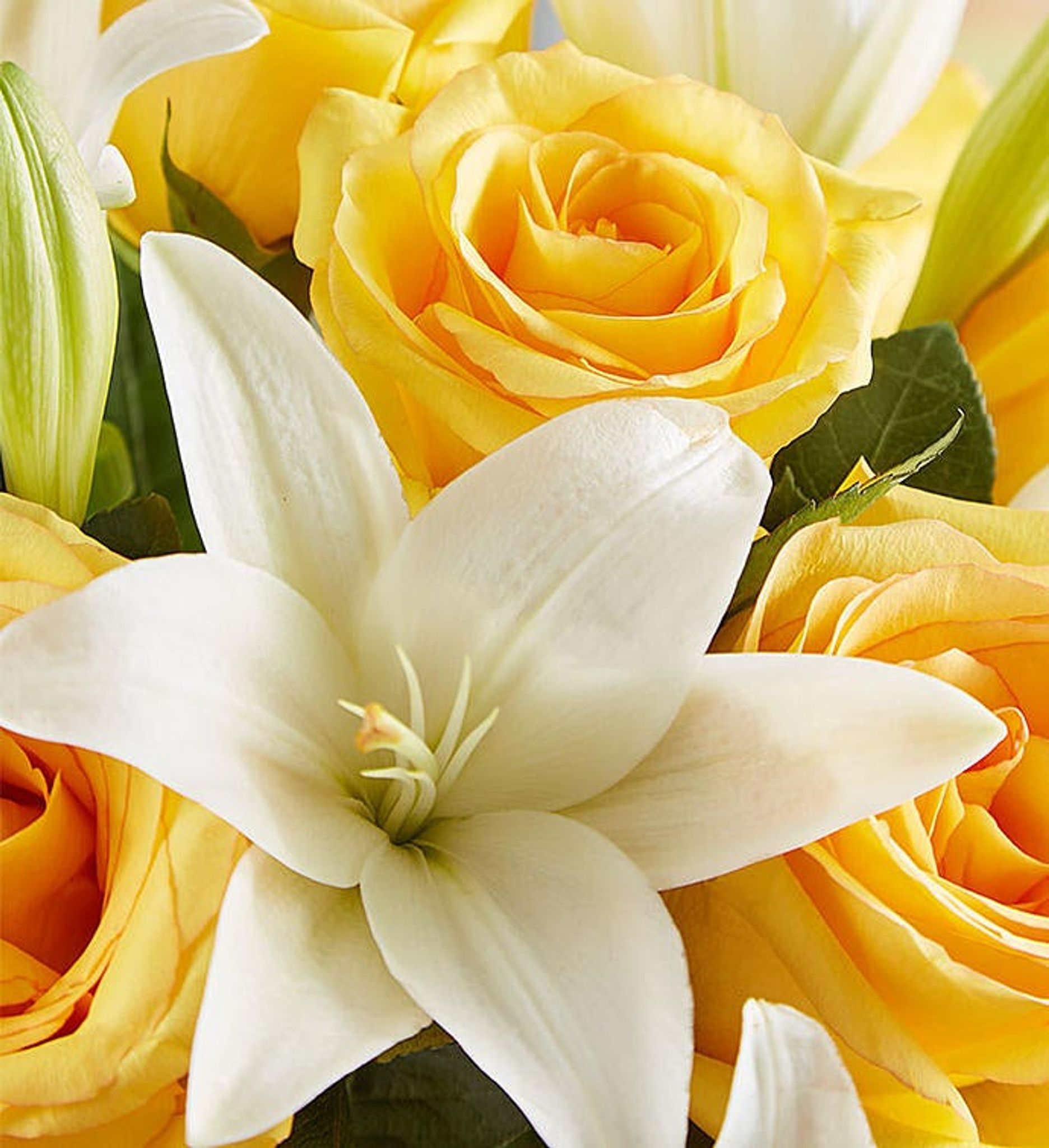 Cover for Lucille Shields's Obituary