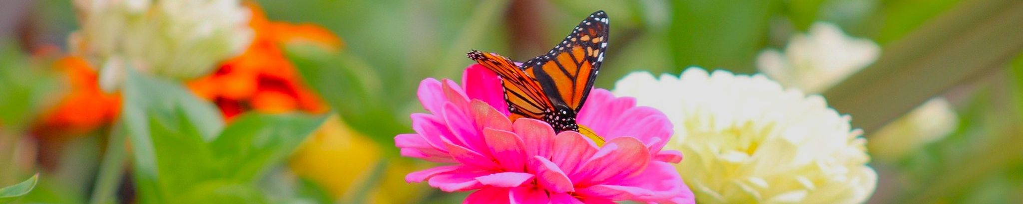 Cover for Evelyn Blessing's Obituary