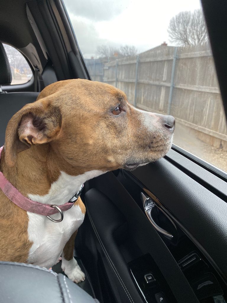 Callie Profile Photo