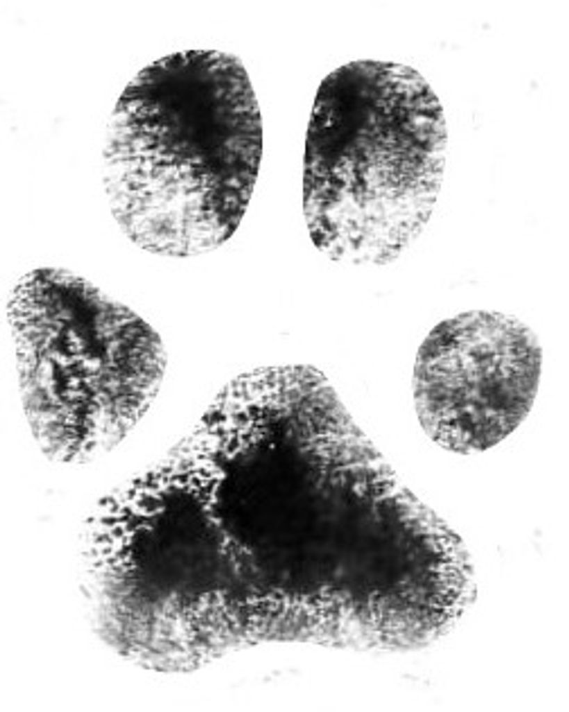 Abby Hodges Profile Photo