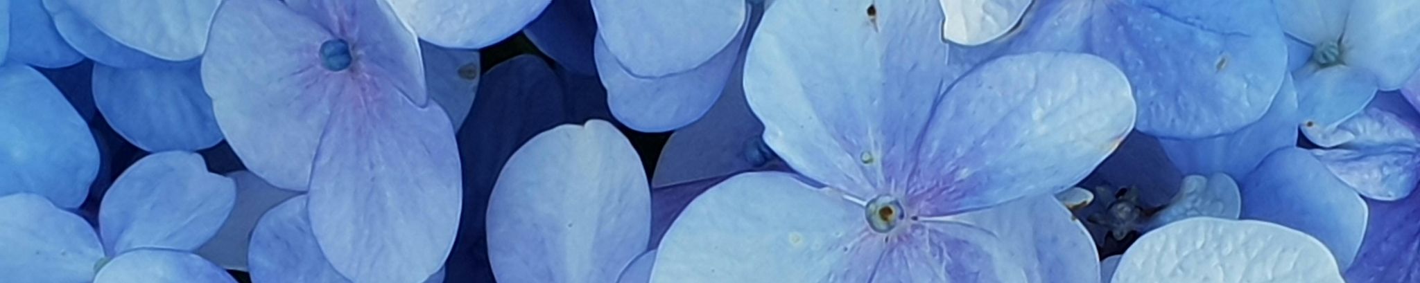 Cover for Ruth Baugus's Obituary