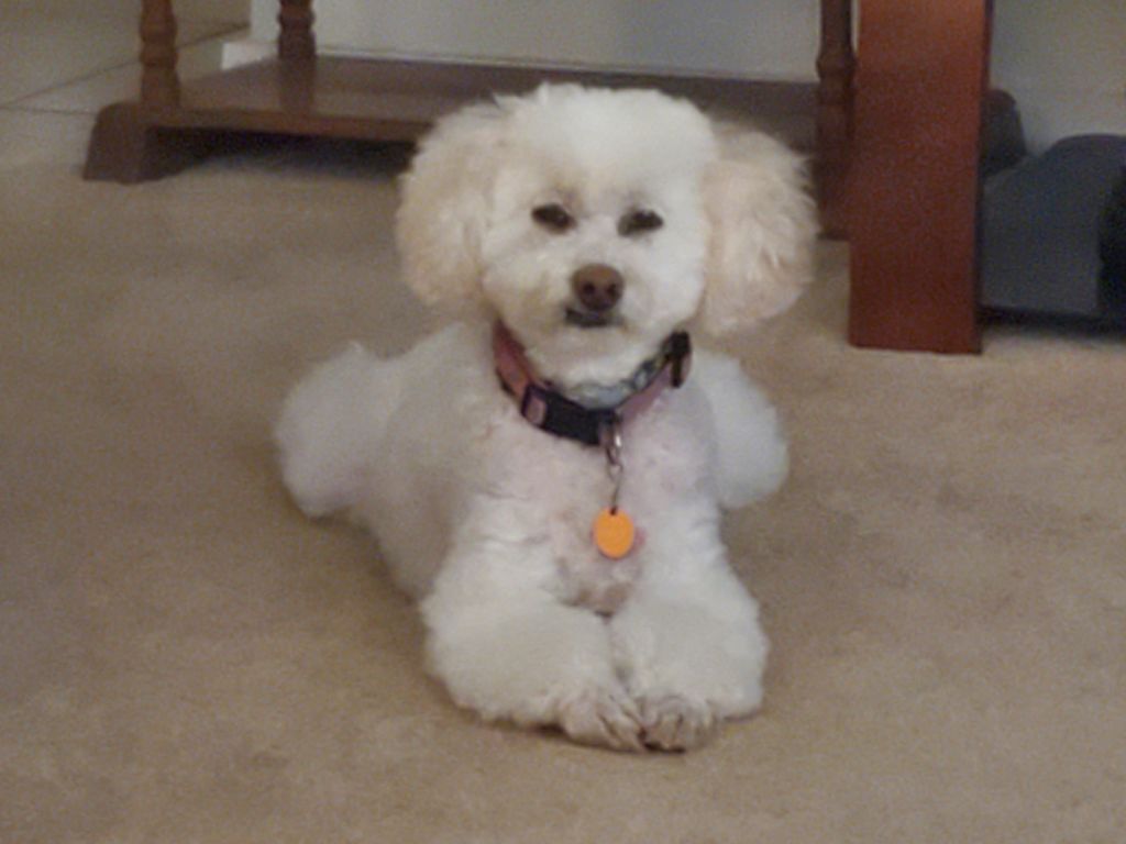 Ginger Profile Photo