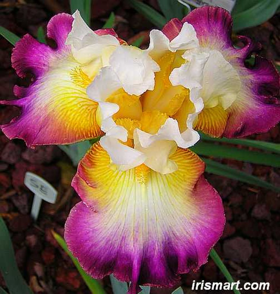 Christina Carreon Profile Photo