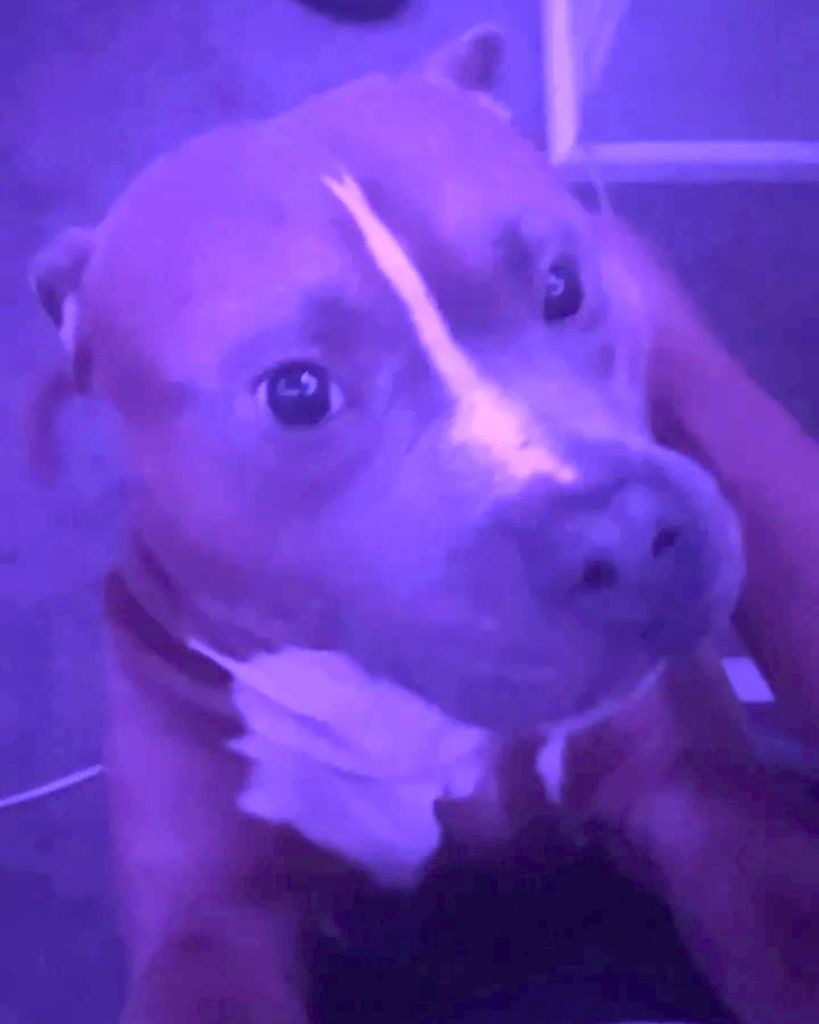 King Johnson Profile Photo