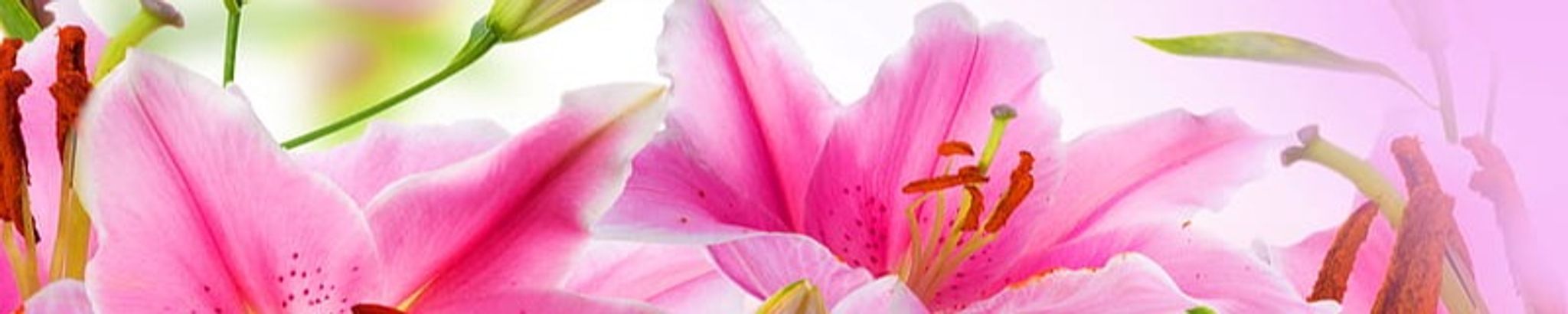 Cover photo for Edna Jean Olson (nee Smith)'s Obituary