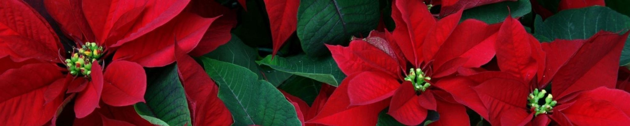 Cover photo for Wendi Jane Stringer's Obituary