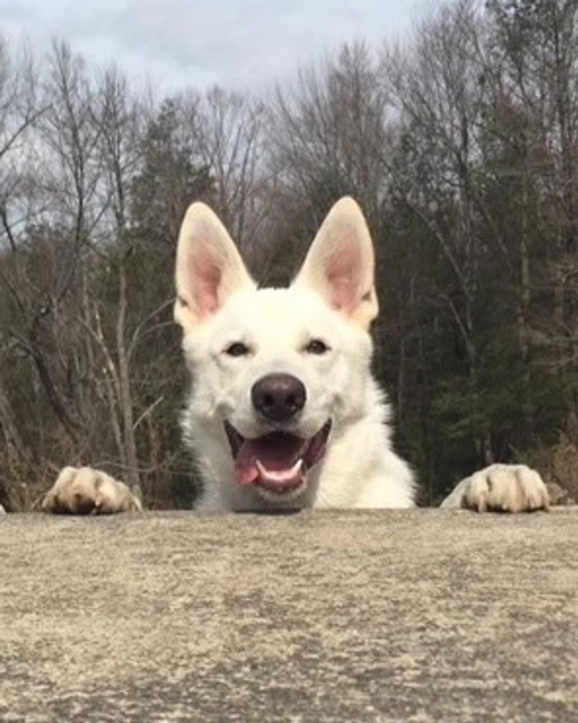 Mowgli Haynos