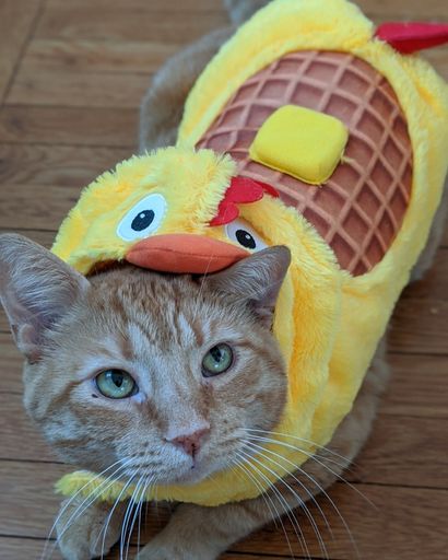 Cheddar 