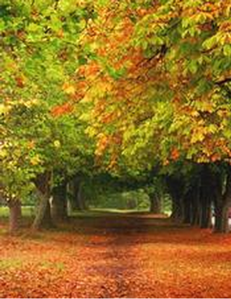 Celia Delorse Posse Robles